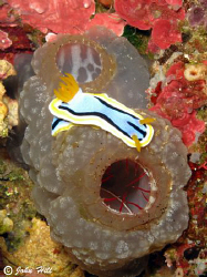 Nudi getting close to a sponges 'jaws'? by John Hill 